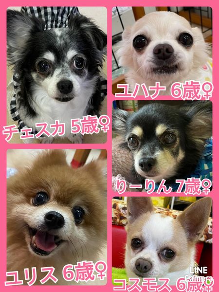 🐾今日の里親様募集中ワンコ🐶メンバーです🐾2022,4,30【保護犬カフェ天神橋店】